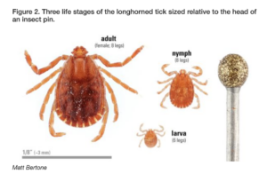 Cover photo for Asian Longhorned Tick Awareness for Caswell County Livestock Producers